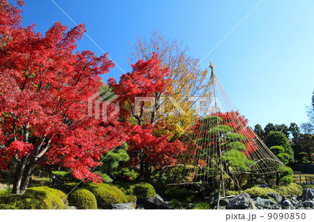 庭園の紅葉 庭園の紅葉 9090850
