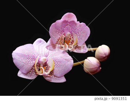 Orchid Blooming 9091351