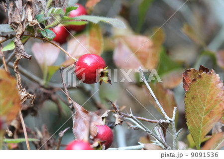 サンザシの実 9091536