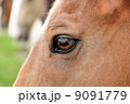 馬 9091779