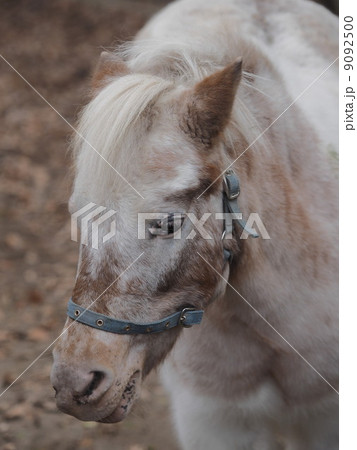 シェットランドポニーのかお 9092500