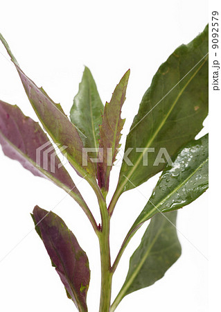 金時草 金時草 9092579