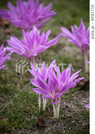 コルチカム 9092710