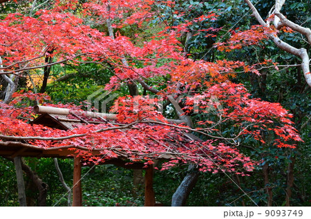 秋色の嵯峨野厭離庵 秋色の嵯峨野厭離庵 9093749