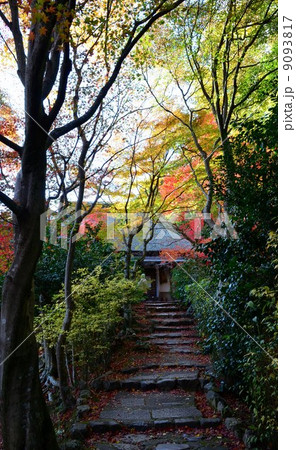 秋の嵯峨野直指庵への参道 秋の嵯峨野直指庵への参道 9093817