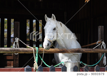 上賀茂神社の神馬-2 9093979