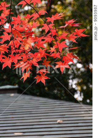 秋の白鳥庭園　汐見四阿の紅葉 9093987