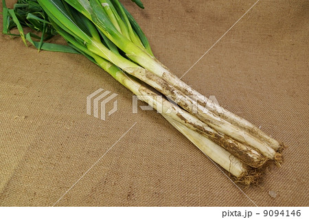 冬野菜・泥付き長葱一束分・麻布バック横位置 冬野菜・泥付き長葱一束分・麻布バック横位置 9094146