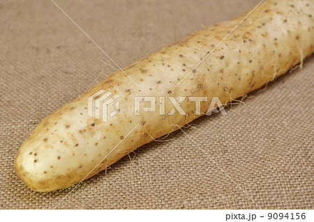 土物野菜・乾燥させて山薬となる長芋斜めアップ・麻布バック横位置 土物野菜・乾燥させて山薬となる長芋斜めアップ・麻布バック横位置 9094156
