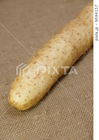 土物野菜・乾燥させて山薬となる長芋斜めアップ・麻布バック縦位置 土物野菜・乾燥させて山薬となる長芋斜めアップ・麻布バック縦位置 9094157