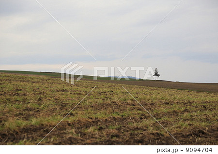 一本の木 一本の木 9094704