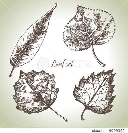 Hand drawn leaf set Hand drawn leaf set 9099362