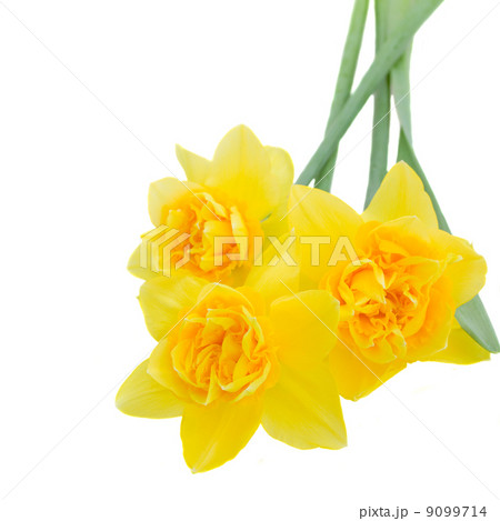 daffodil flowers close up daffodil flowers close up 9099714