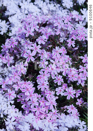 芝桜 品種は 多摩の流れ と モンブラン の写真素材