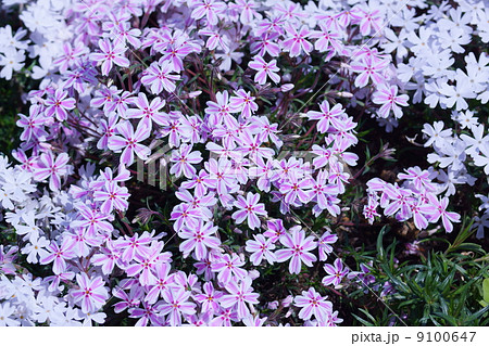 芝桜 品種は 多摩の流れ と モンブラン の写真素材 9100647 Pixta