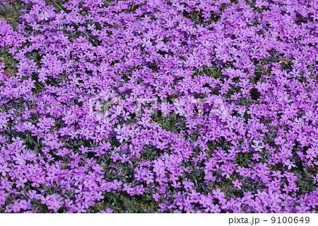 芝桜 品種はスブラータ 少し寒くても元気いっぱいです の写真素材