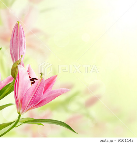 Pink lilies background Pink lilies background 9101142