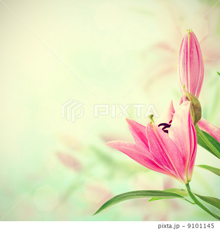 Pink lilies background 9101145