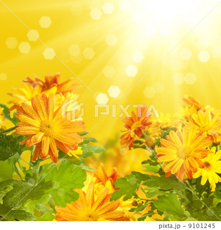 Chrysanthemum floral background Chrysanthemum floral background 9101245