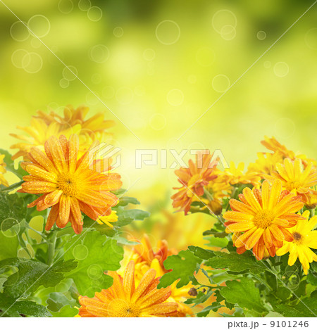 Chrysanthemum floral background 9101246