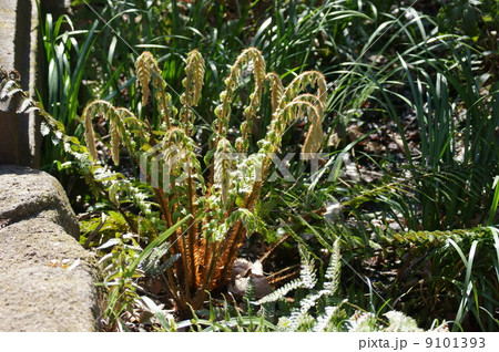 羊歯　猪手イノデと申します。 9101393