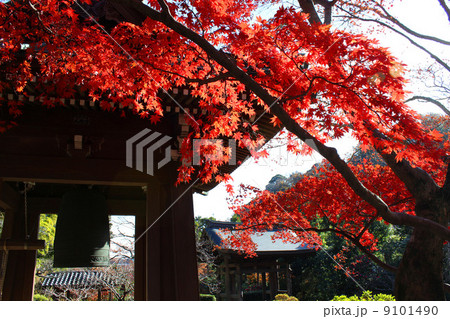 海蔵寺の紅葉 海蔵寺の紅葉 9101490