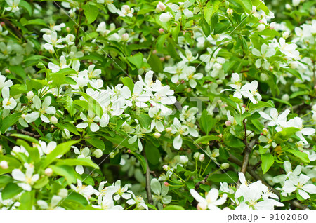 Apple tree flower Apple tree flower 9102080