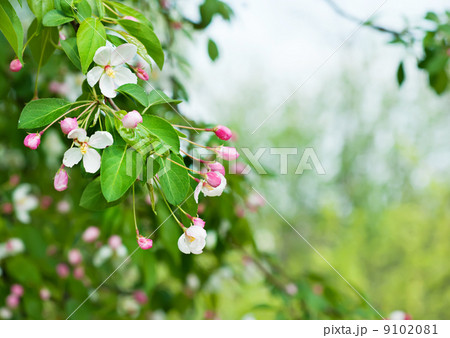 Apple tree flower 9102081
