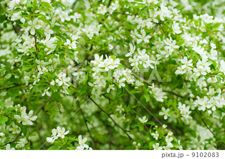 Apple tree flower 9102083