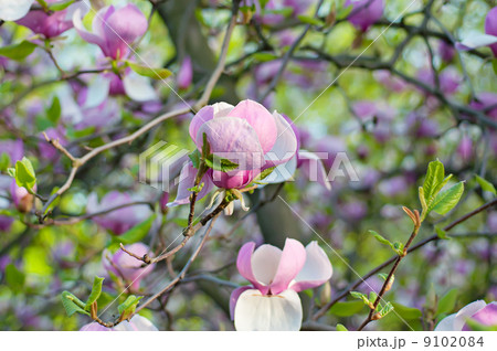 Magnolia flowers 9102084