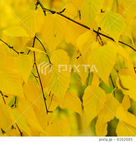 Autumn tree branch 9102085