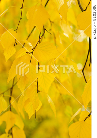 Autumn tree branch 9102086