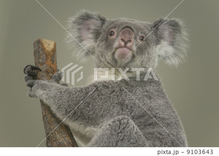 コアラ 9103643