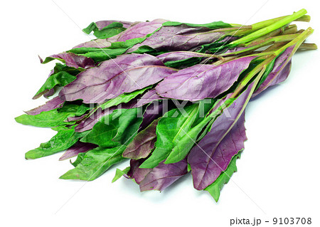 式部草 式部草 9103708