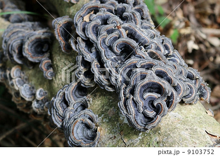 カワラダケ カワラダケ 9103752