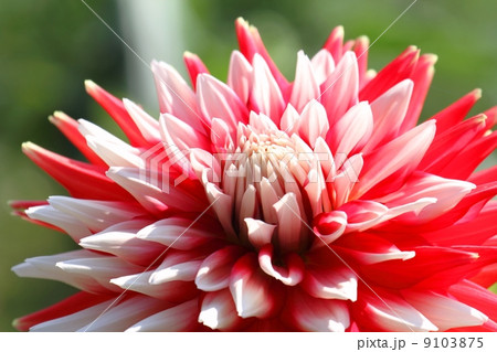 ダリア (恋祭り) ダリア (恋祭り) 9103875