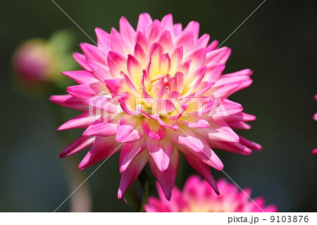 ダリア (ヘイリージェーン) ダリア (ヘイリージェーン) 9103876