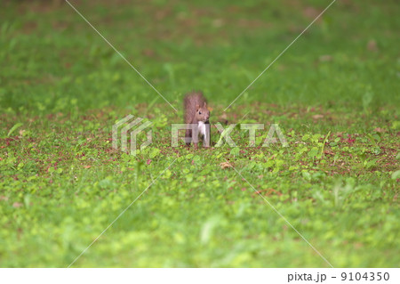 エゾリス 9104350