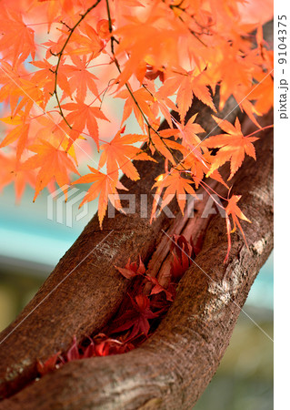 もみじの紅葉 9104375
