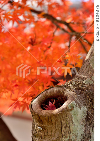 もみじの紅葉 9104376