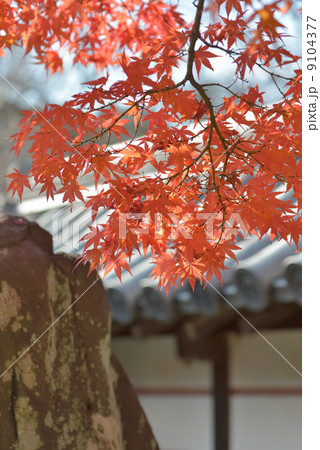 もみじの紅葉 9104377