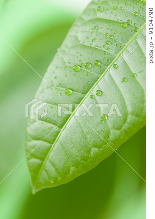 新緑 パキラの葉 新緑 パキラの葉 9104790