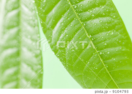 新緑　パキラの葉 9104793
