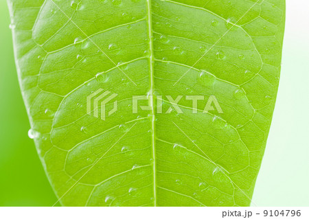 新緑 パキラの葉 新緑 パキラの葉 9104796