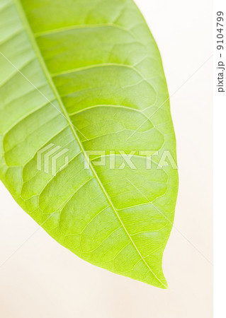 新緑　パキラの葉 9104799
