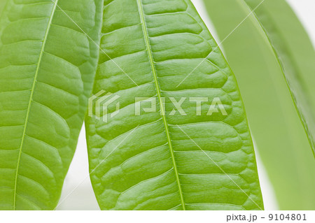 新緑　パキラの葉 9104801