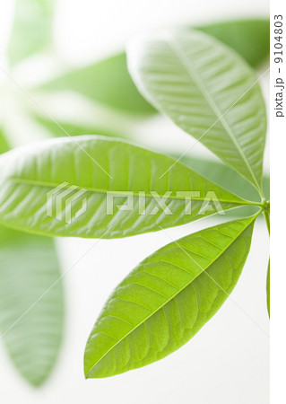 新緑　パキラの葉 9104803
