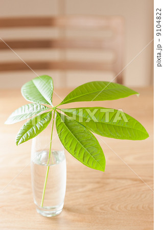 テーブルに生けた、グリーン テーブルに生けた、グリーン 9104822