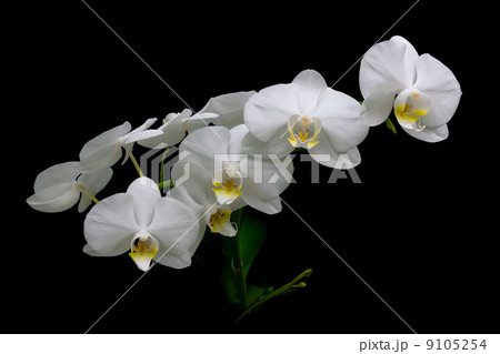 blooming white orchids on a black background closeup 9105254