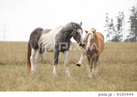 Two horses playing 9105444